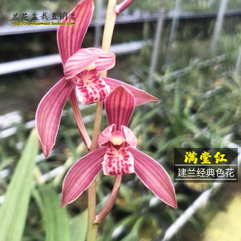 兰花苗 满堂红 现带花苞建兰八大红花名贵浓香花卉室内外绿植盆栽
