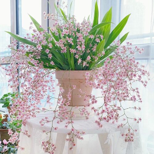 香水文心兰盆栽多苗梦香兰精品兰花名贵花卉好养耐活室内外好养