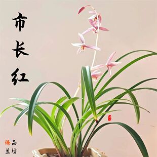 兰花四季建兰市长红带先明艺带花苞浓香好养室内阳台绿植花卉盆栽