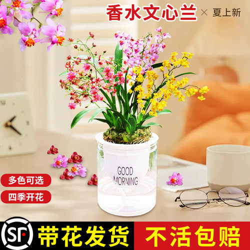 香水文心兰带花苞盆栽花卉