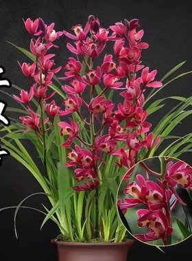 兰花苗多花【建兰红双喜】精品大红色年宵花盆栽花卉绿植兰草