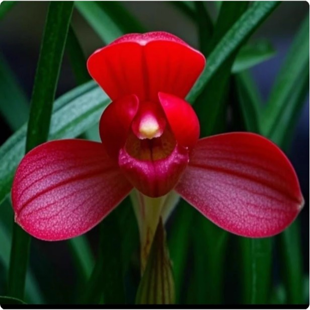 自然种植老种兰花苗春兰天芯红荷浓香阳台花卉绿植盆栽好养易活