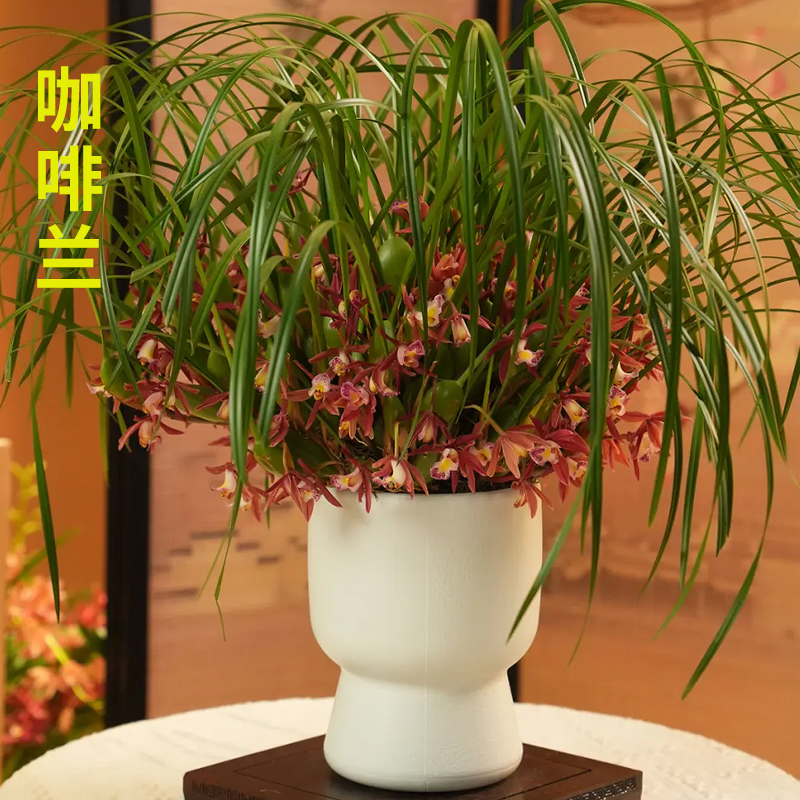 浓香型咖啡兰花苗现带花苞