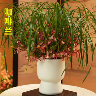 浓香型咖啡兰花苗 夏带花苞 浓郁香味水培腋唇兰室内花卉绿植盆栽