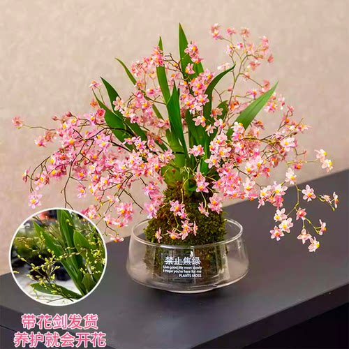 香水文心兰花苗现带苞浓香年宵