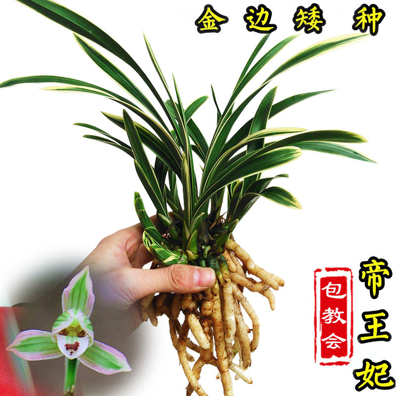 金边兰花建兰四季兰帝王妃矮种有香味的兰花苗花卉盆栽室内绿植物