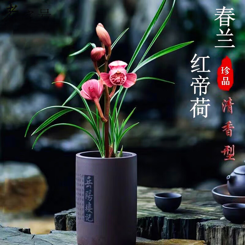 兰花苗春兰红帝荷兰花盆栽