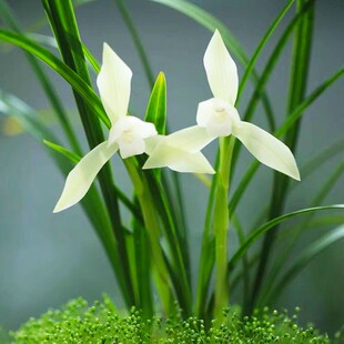 名贵兰花苗冬带花苞春兰雪影浓香型素花高档室内客厅盆栽花卉绿植