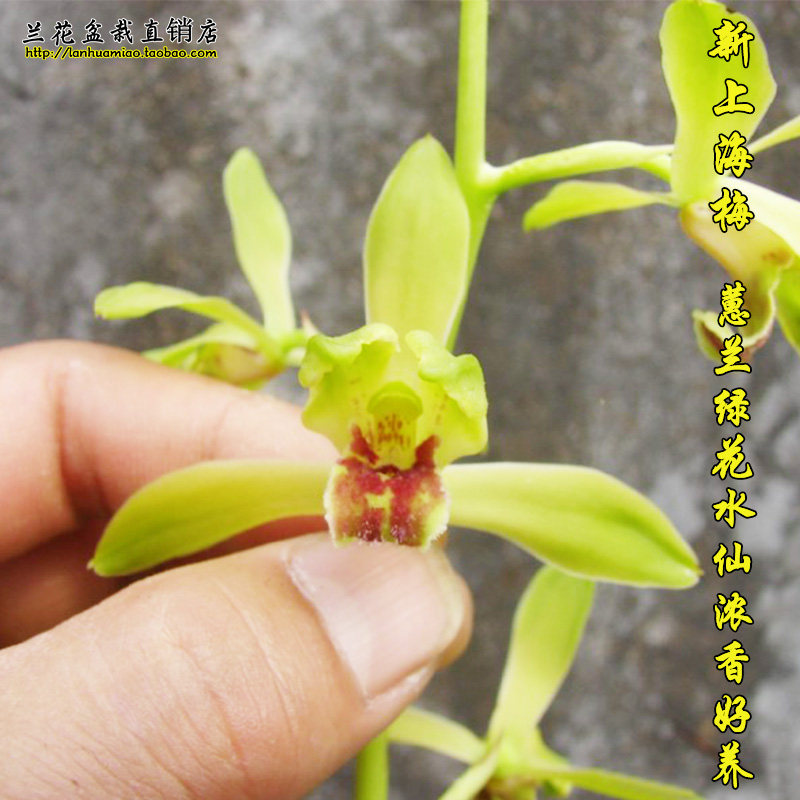 蕙兰绿花水仙 新上海梅 兰花苗冬带花苞出售室内阳台绿植花卉盆栽