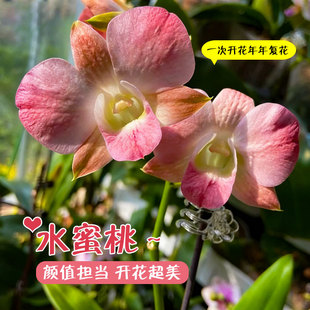 “大蜜桃/水蜜桃”网红泰国大花石斛兰~好养耐活室内外绿植盆栽
