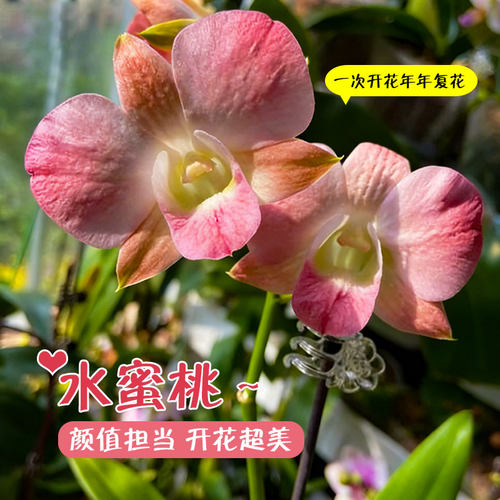网红大蜜桃水蜜桃石斛兰好养