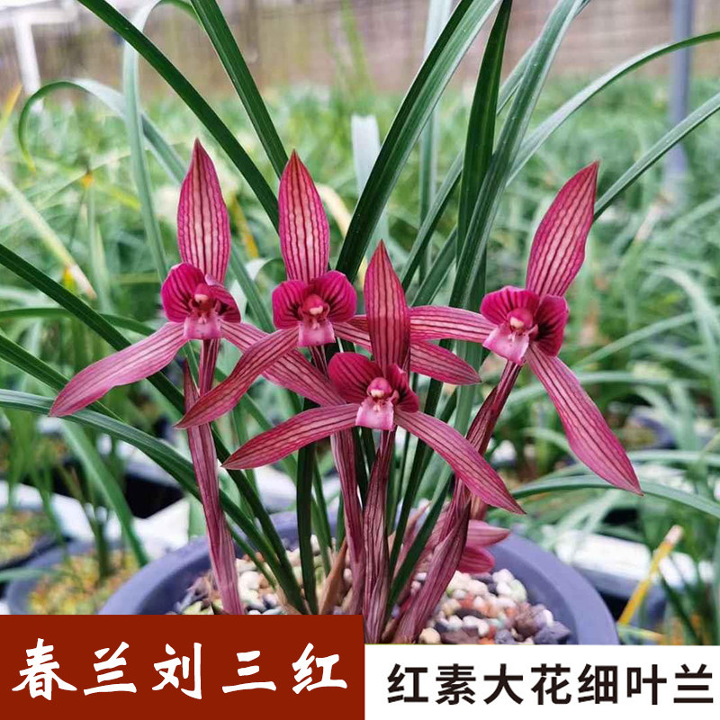 兰花苗 刘三红 春兰红素高档名品冬带花苞好养花卉绿植盆栽