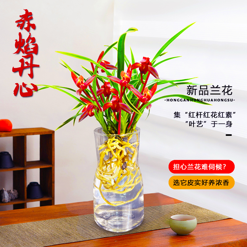 兰花建兰四季兰赤焰丹心 红杆红花红素 金边叶艺花卉盆栽易养活