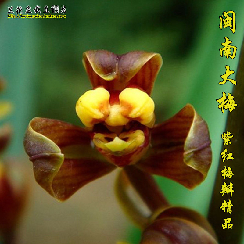 南靖兰花墨兰报岁兰苗 闽南大梅 经典梅瓣 好养易活冬带花苞出售