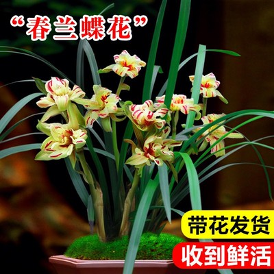 春兰奇花天彭牡丹浓香带苞兰花