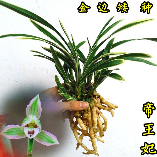 金边矮种有香味盆栽兰花苗有香味