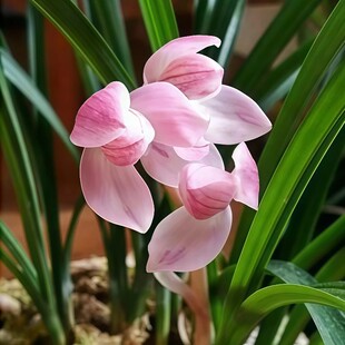 兰花苗【莲瓣兰粉荷】春兰浓香型不带吊兰花苞花卉绿植盆栽兰草