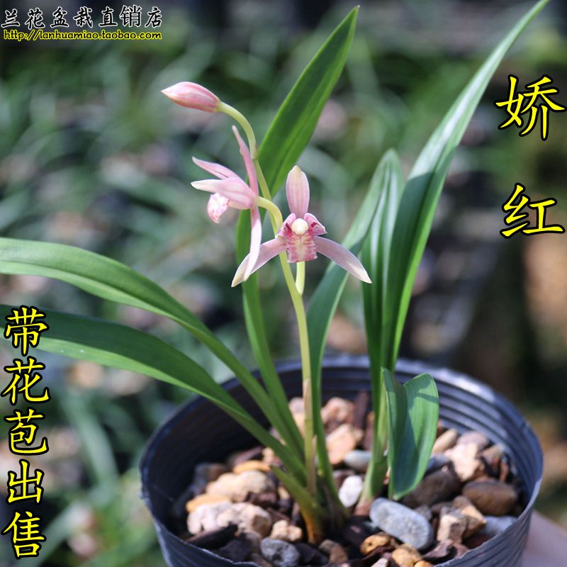 矮种高档好养易活盆栽兰花