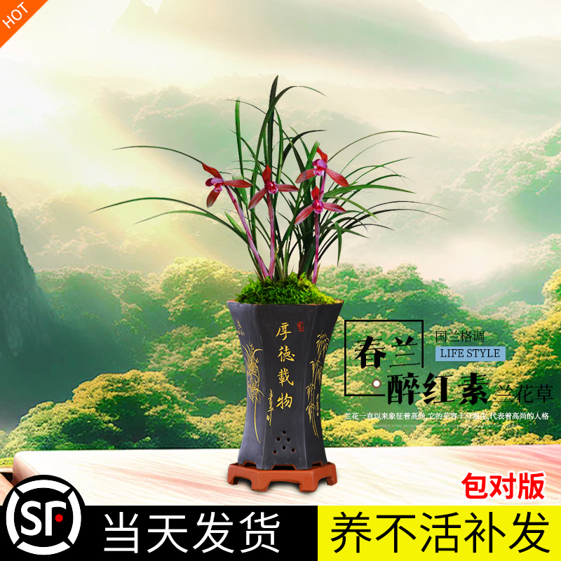 悦庭兰舍兰花苗春兰 醉红素 冬春带花苞出售室内好养绿植花卉盆栽