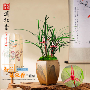 兰花苗春兰 滇红素 冬春带花苞出售室内好养绿植花卉盆栽