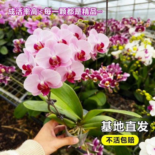 蝴蝶兰苗带花苞带盆易养盆栽