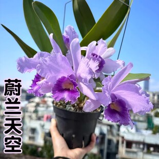 卡特兰基地特价大花浓香洋兰花苗盆栽花卉办公室绿植好养懒人植物