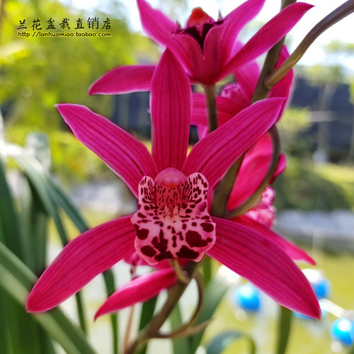 红兰花墨兰价格 红兰花墨兰图片 星期三