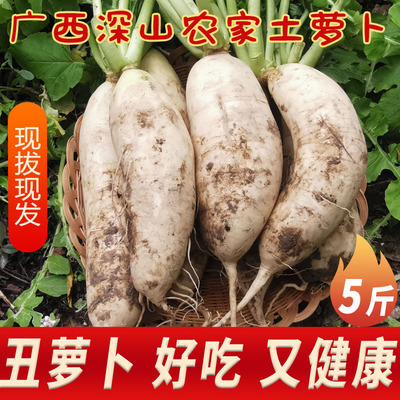 广西正宗土萝卜农家自种应季蔬菜新鲜萝卜鲜嫩打霜白萝卜露天脆嫩