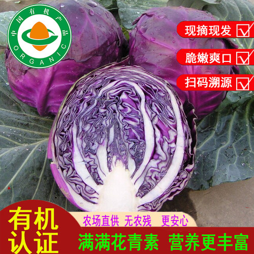 有机认证紫甘蓝无五斤装现摘