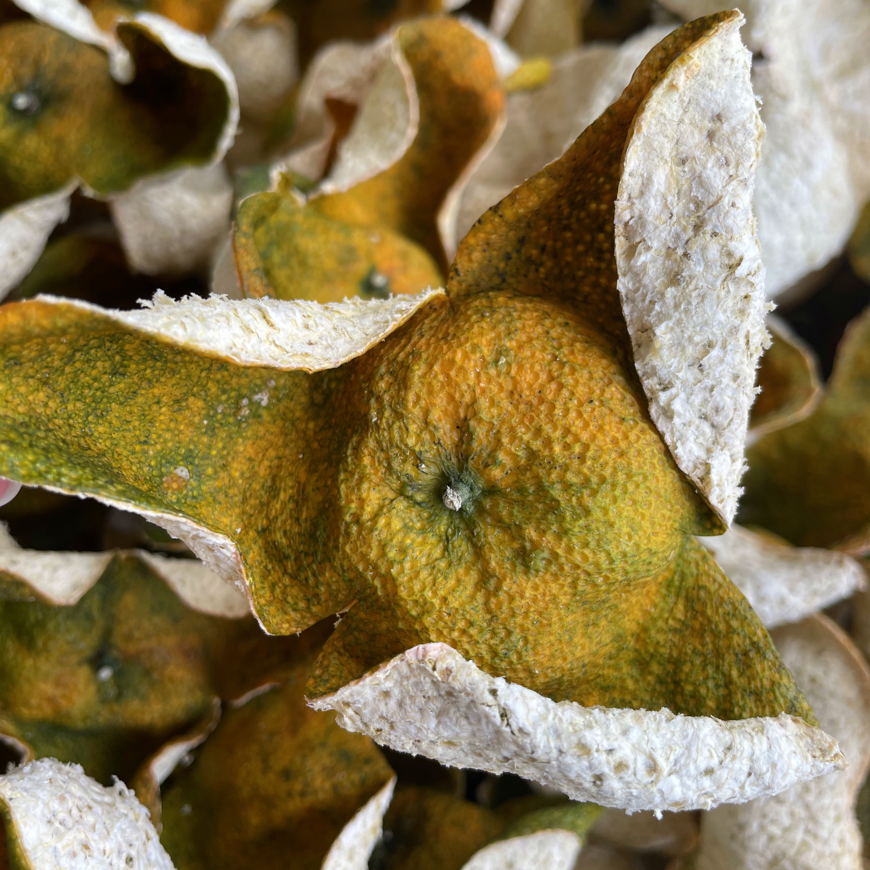 2025正宗新会茶坑原枝天马二红皮