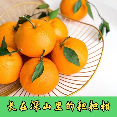 花西妃  正宗四川蒲江眉山春见耙耙柑口感甜 自然成熟现摘现发