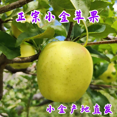 花西妃 正宗阿坝州小金苹果青苹果口感酸甜 青脆小金产地直发
