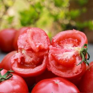 花西妃 四川攀枝花西红柿新鲜自然成熟大番茄现摘现发5斤发顺丰