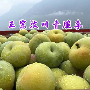 花西妃 阿坝州高原汶川青脆李 脱骨脆甜 原生态李子小时候的味道