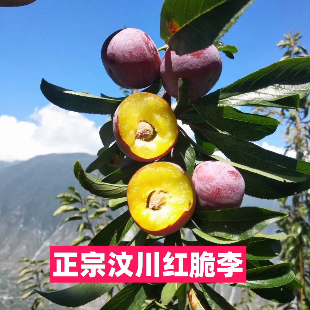 花西妃  正宗阿坝州高原 汶川李子