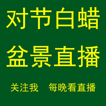 【直播专用】对节白蜡盆景对接白腊树桩绿植花卉盆栽