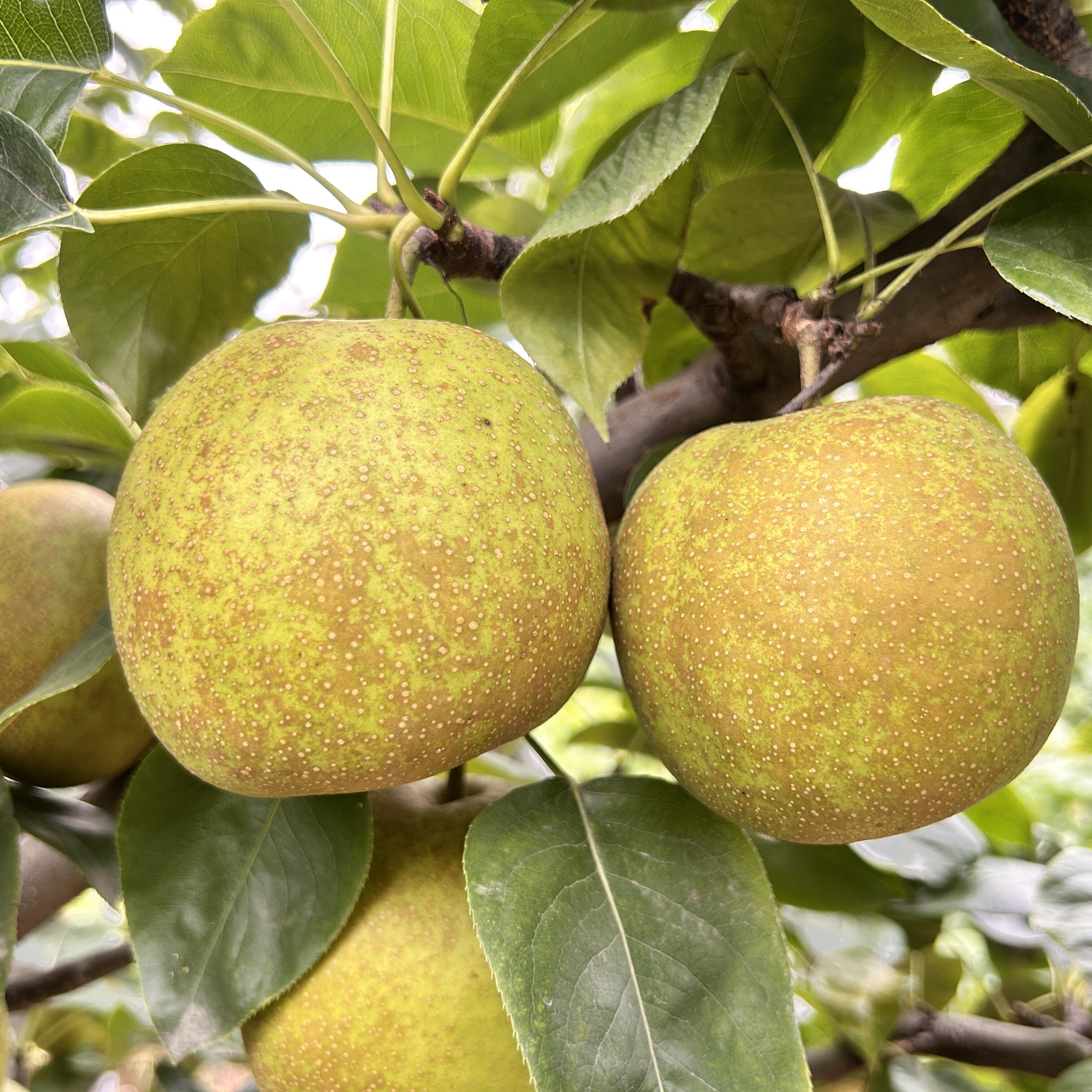 砀山梨翠玉梨翠冠梨蜜梨