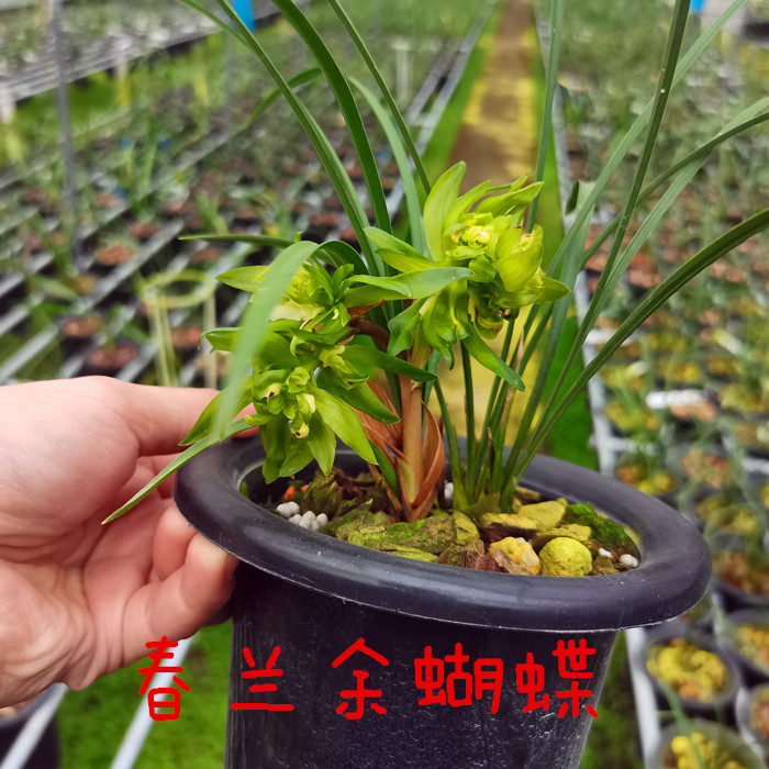 老种春兰兰花苗余蝴蝶浓香型奇花