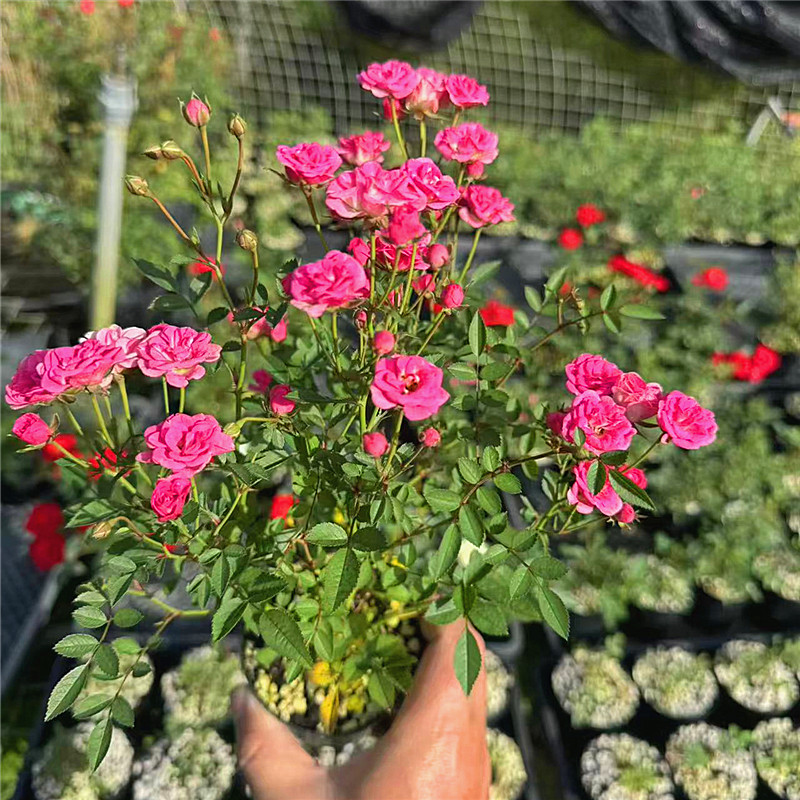 带花苞超微迷你月季玫瑰