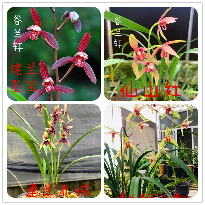 建兰铭品 墨宝 赤诚 贵妃醉酒 仙山红兰花苗红花带花苞浓香型花卉