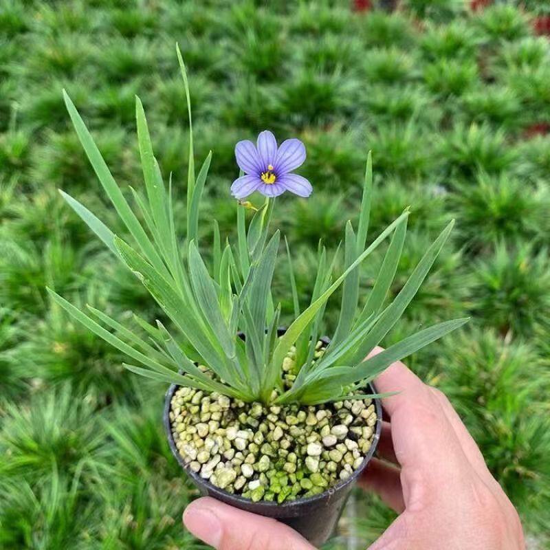 日本进口蓝花姬石菖蒲姬鸢尾庭菖蒲草开蓝花室内好养附石绿植盆栽,鲜花速递/花卉仿真/绿植园艺,绿植,淘宝优惠券,粉丝福利购,淘宝优惠卷