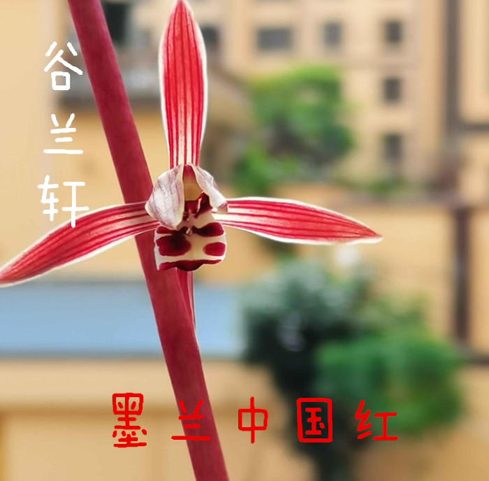 报岁兰 墨兰红花铭品 中国红兰花苗 浓香型花卉带花苞室内好养