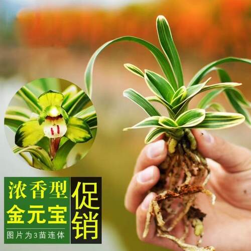 建兰金边矮种兰花苗浓香型花卉