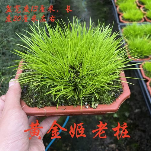 日本黄金姬菖蒲草盆景水培植物