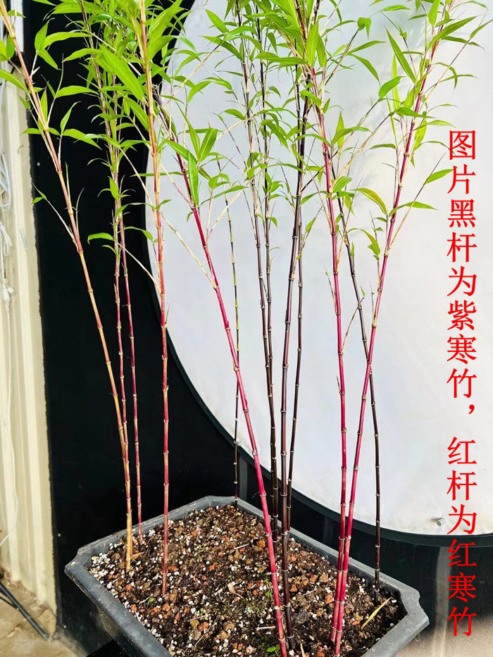 日本朱竹红寒竹紫寒竹红竹红观音竹 内门竹 室内可水培绿植盆栽