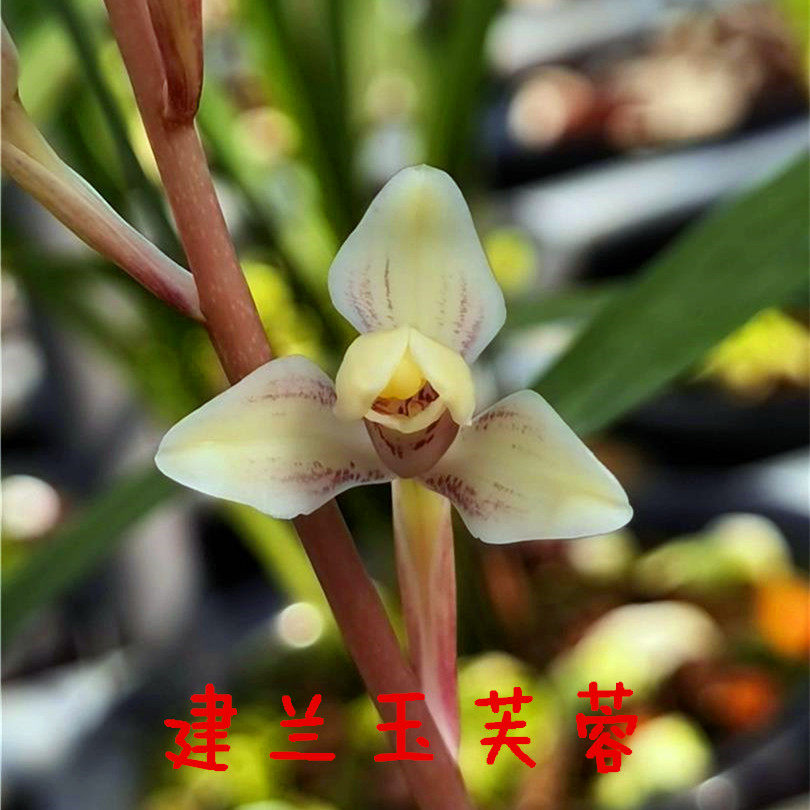 建兰四季兰 玉芙蓉兰花苗 芽黄素又名田黄玉 夏季带花苞 室内花卉