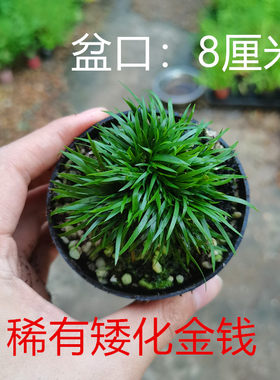 矮化金钱微型菖蒲草室内盆栽