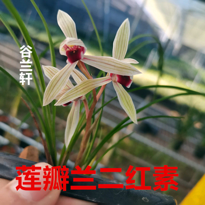 莲瓣兰铭品二红素碧龙玉素心心相印兰花苗浓香花卉带花苞好养易活