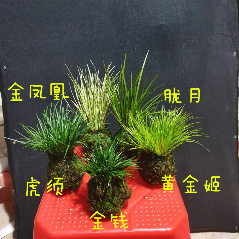 苔藓球菖蒲草水培室内净化空气
