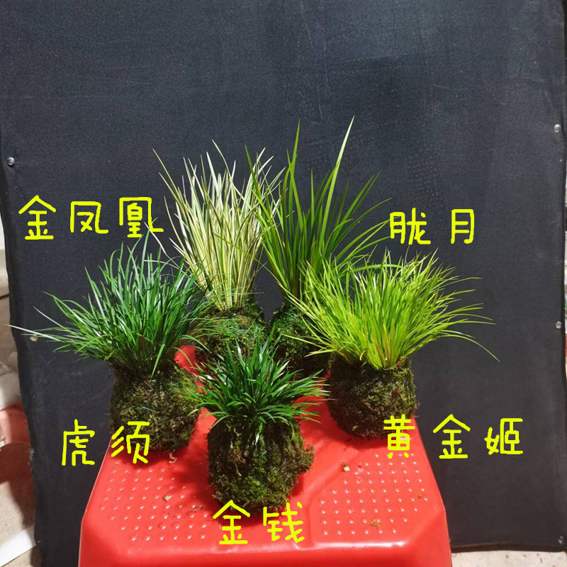 水培苔玉苔藓球菖蒲草盆景金钱 黄金姬 金凤凰胧月好养办公室绿植 鲜花速递/花卉仿真/绿植园艺 绿植 原图主图